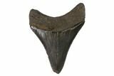 Serrated, Juvenile Megalodon Tooth - Georgia #91130-1